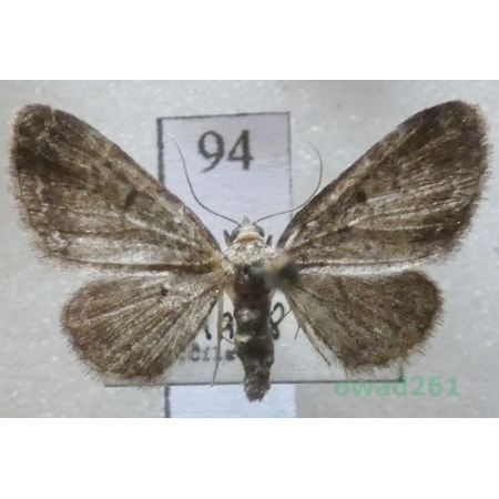Pasiphila rectangulata (Linnaeus, 1758) Czech94